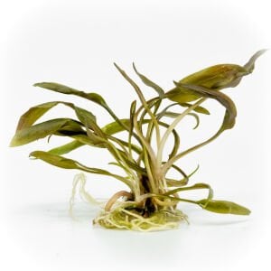 Cryptocoryne beckettii EX VITRO ADET