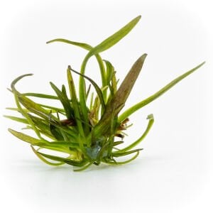 Echinodorus rose EX VITRO ADET