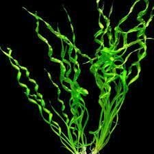 Echinodorus vesuvius ADET