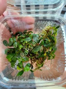 Bucephalandra apple leaf 20x30cm DEV PORSİYON - ÖN SİPARİŞ