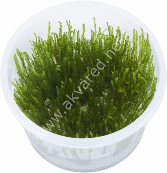 Taxiphyllum sp. Spiky Moss 5 gr