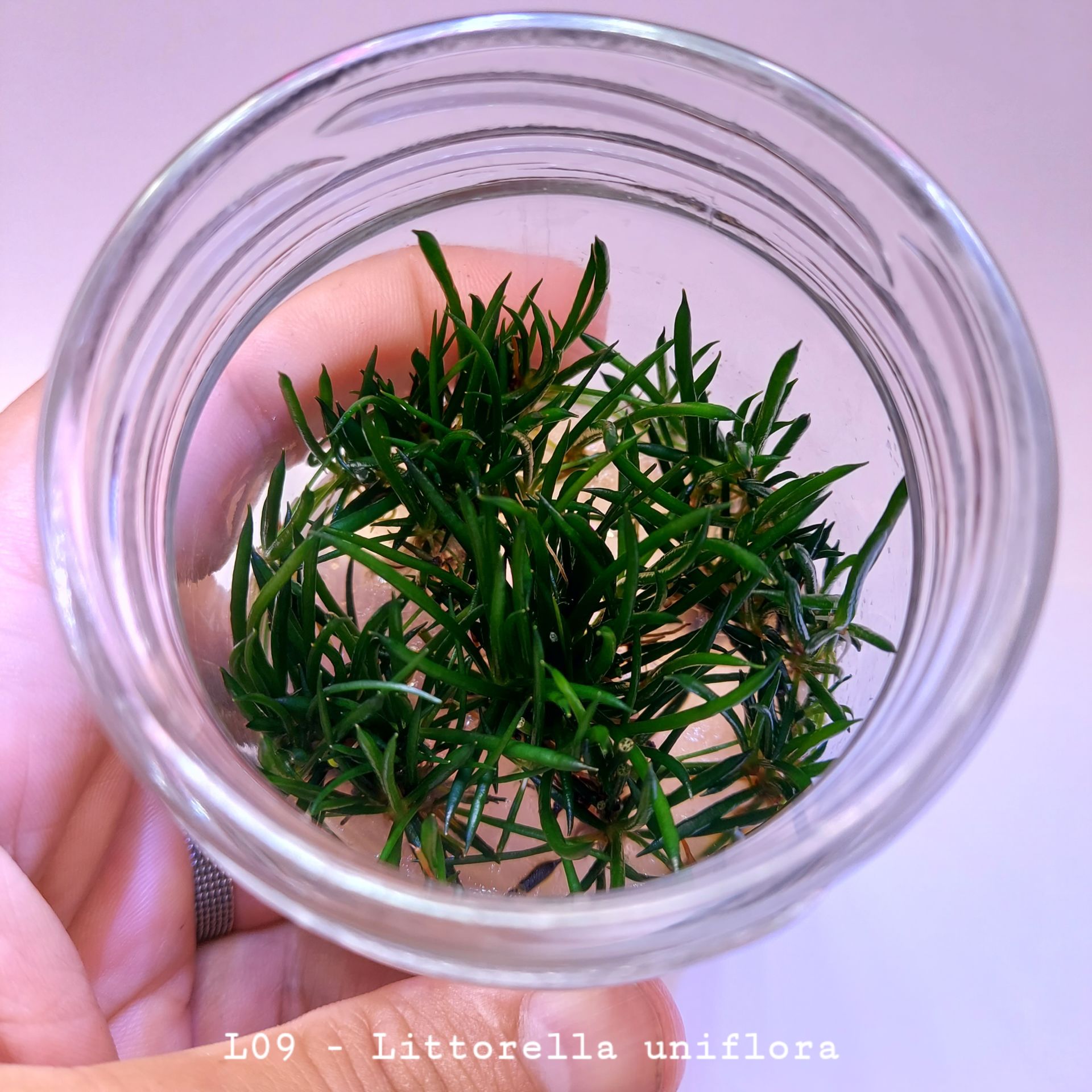 Littorella uniflora IN VITRO JAR (KAVANOZ)