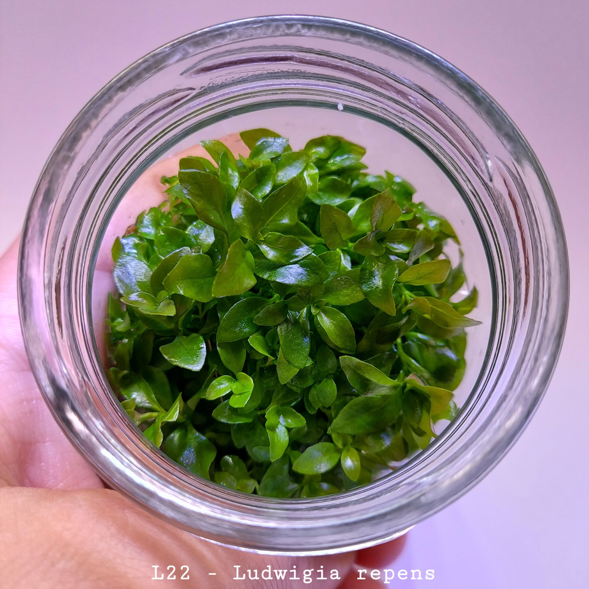 Ludwigia repens (Gül) IN VITRO JAR (KAVANOZ)