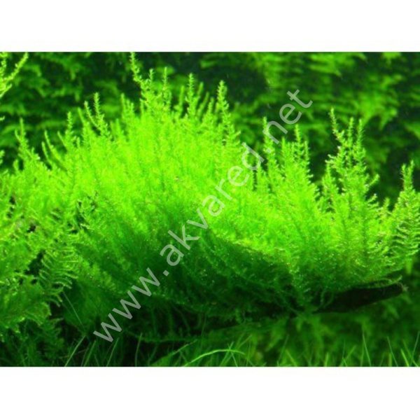 Vesicularia reticulata / Erect Moss 5 gr
