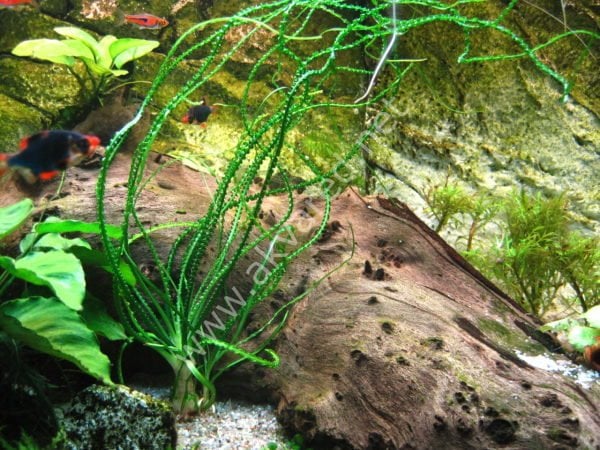 Crinum calamistratum (Soğan) ADET