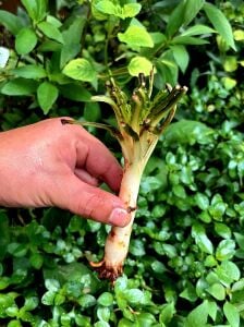 Crinum calamistratum (Soğan) ADET