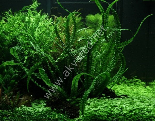 Crinum aquatica (Soğan) ADET