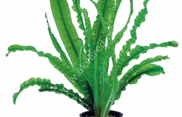 Crinum aquatica (Soğan) ADET