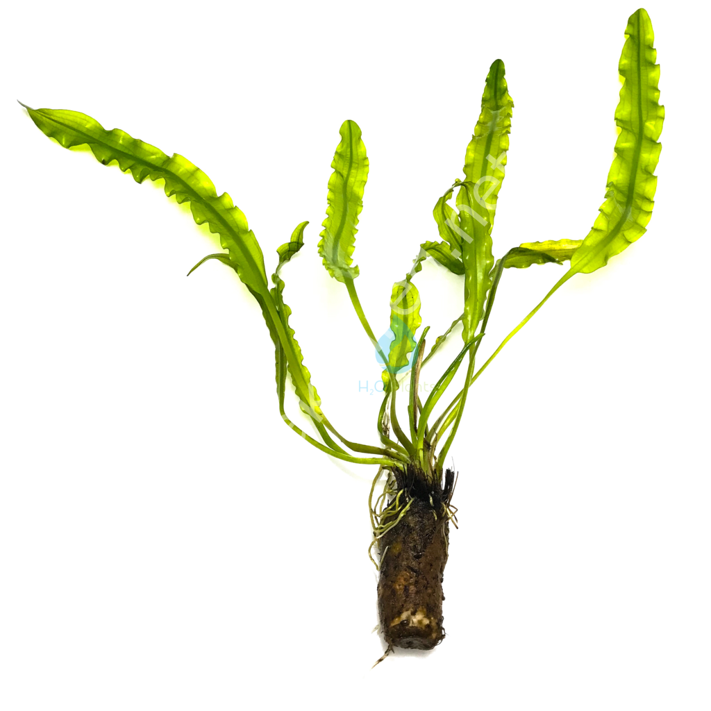 Aponogeton longiplumulosus (Yumru) ADET