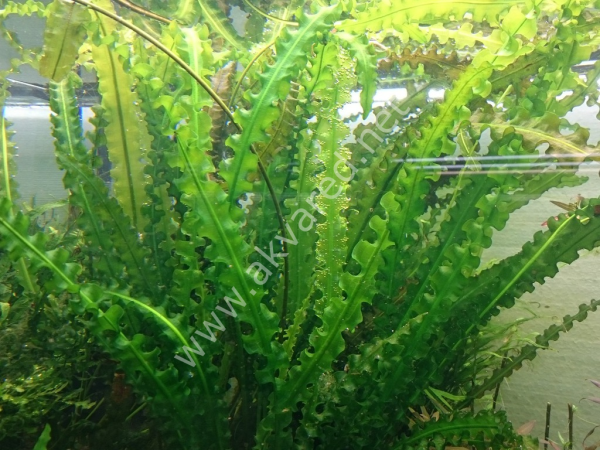 Aponogeton longiplumulosus (Yumru) ADET