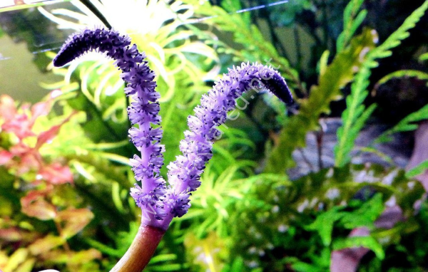 Aponogeton longiplumulosus (Yumru) ADET