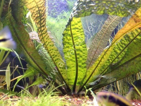 Aponogeton boivinianus (Yumru) ADET