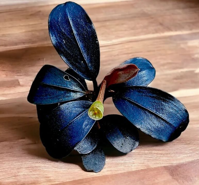 Bucephalandra brownie iris