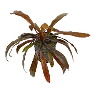 Echinodorus horemanii red ADET İTHAL