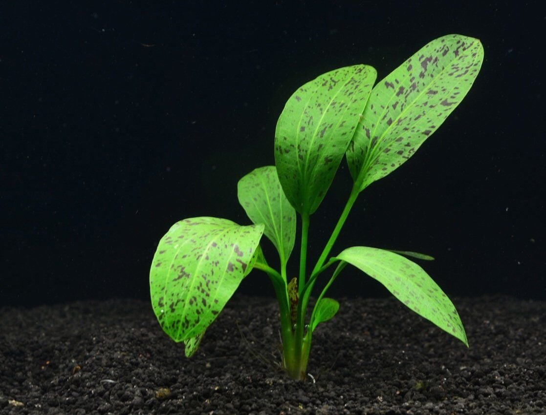 Echinodorus ozelot green ADET İTHAL