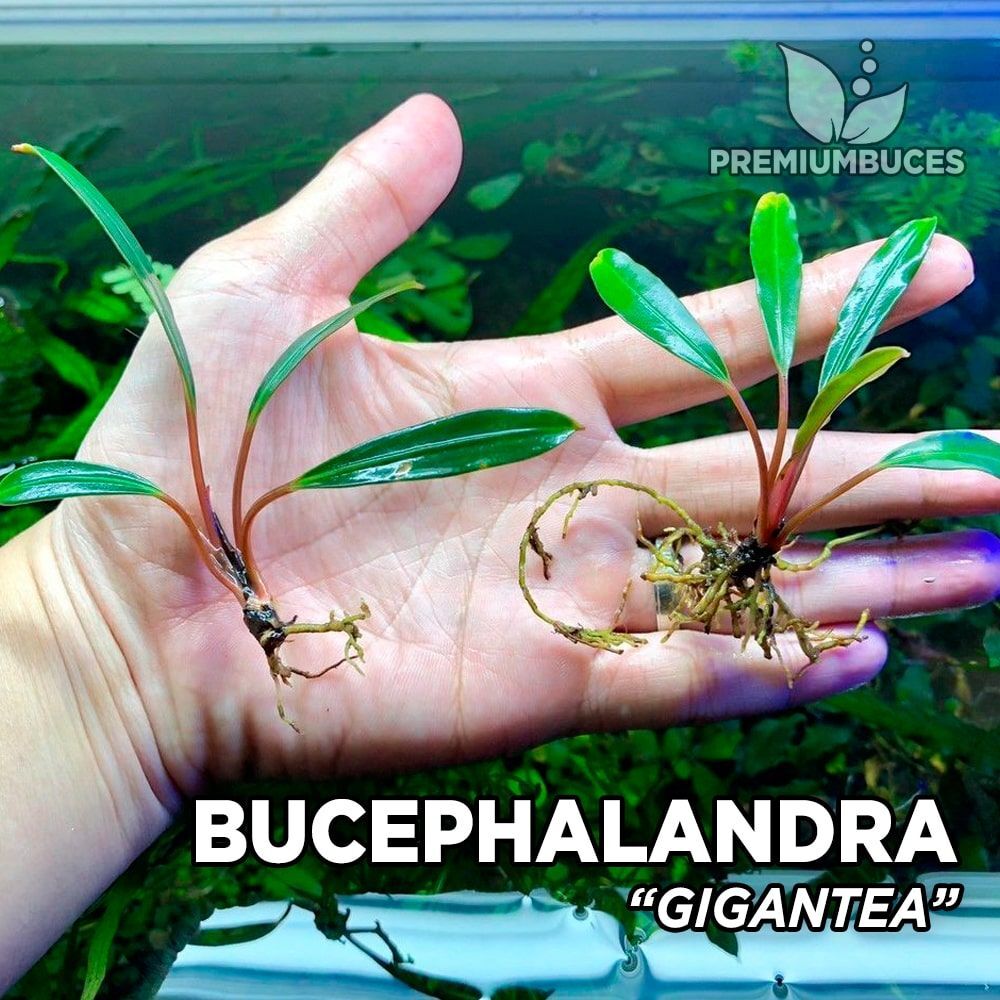 Bucephalandra gigantea ADET ÖN SİPARİŞ