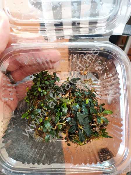 Bucephalandra cherry leaf 10x10cm PORSİYON ÖN SİPARİŞ