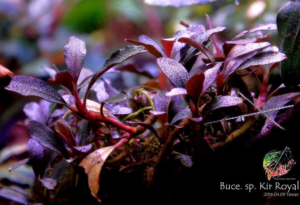 Bucephalandra kir royale ADET