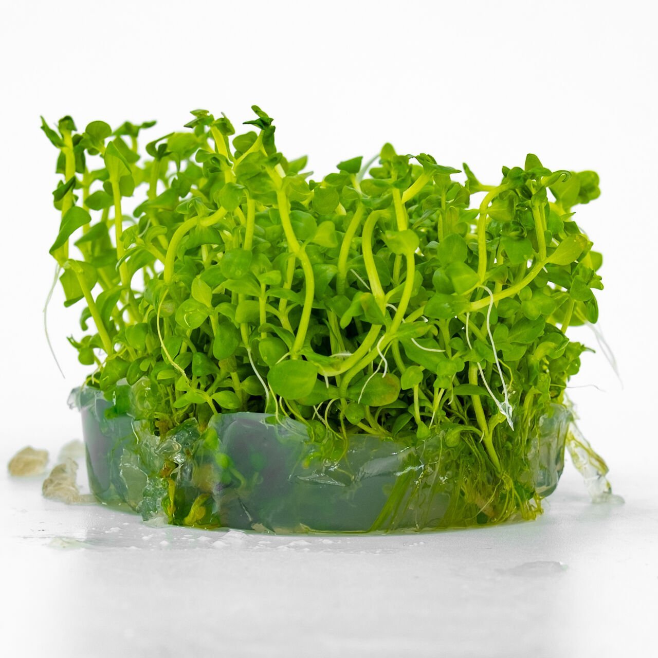 Lindernia rotundifolia IN VITRO CUP