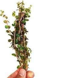 Rotala BSD BUKET ÖN SİPARİŞ