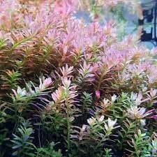 Rotala BSD BUKET ÖN SİPARİŞ