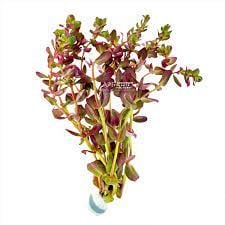 Rotala macrandra mini butterfly İTHAL BUKET ÖN SİPARİŞ