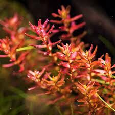 Rotala macrandra mini butterfly İTHAL BUKET ÖN SİPARİŞ