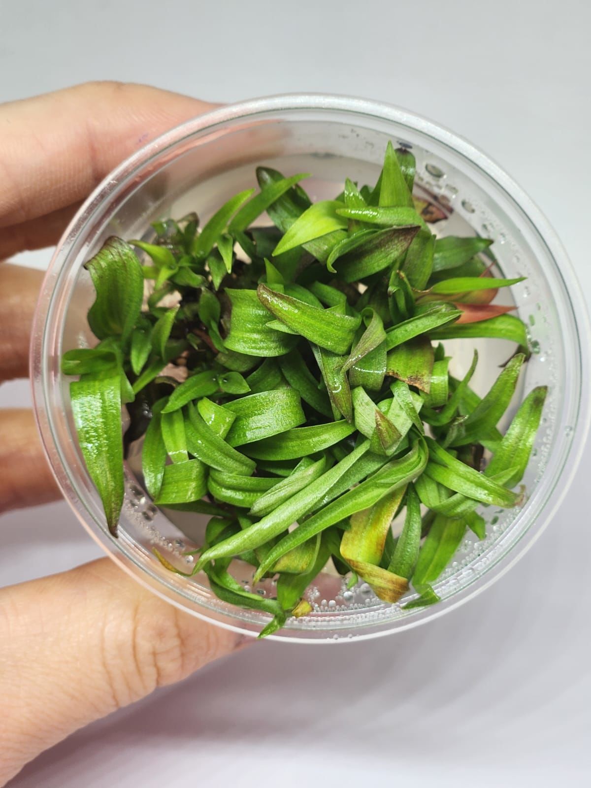 Murdannia keisak IN VITRO CUP