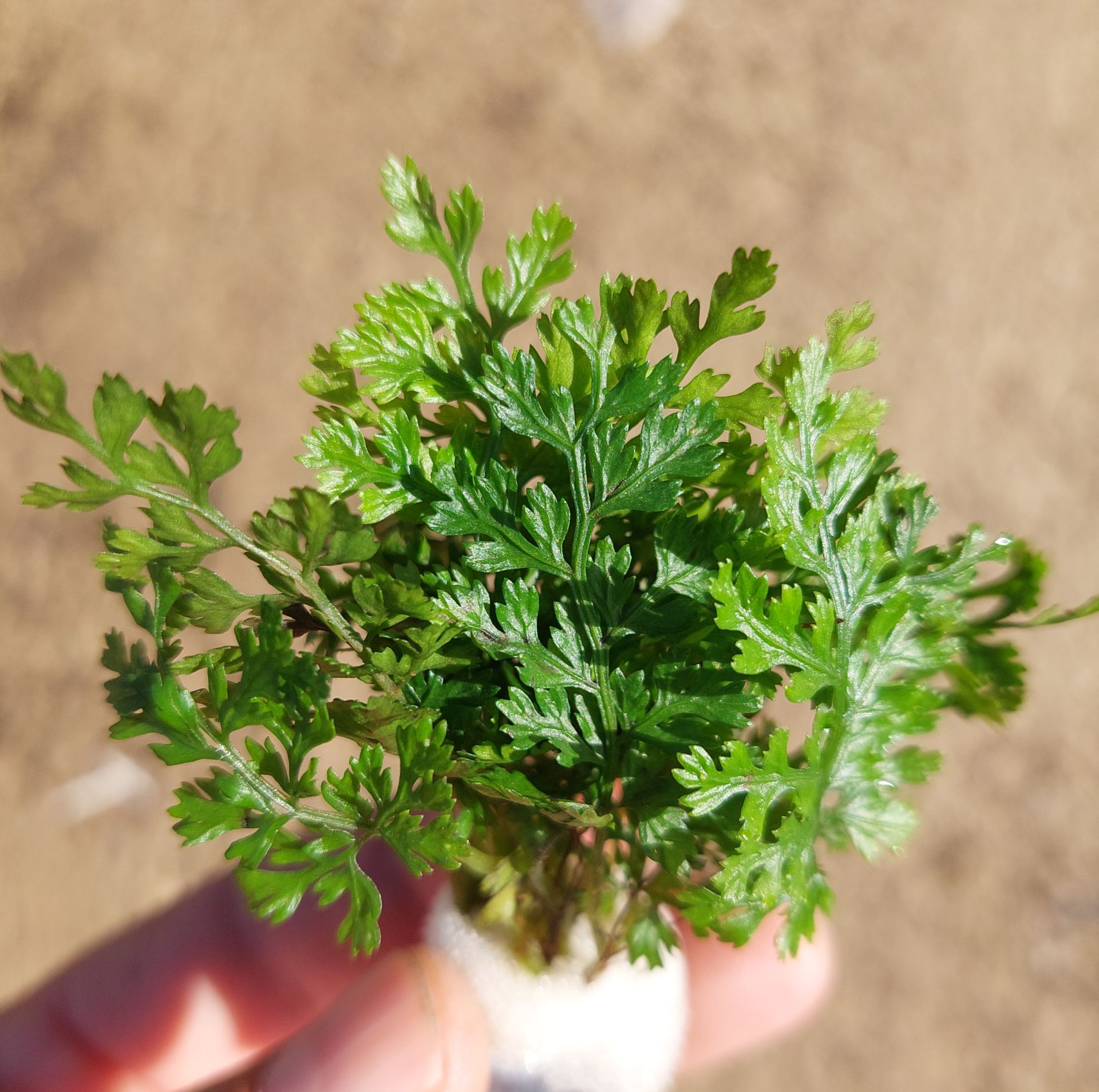 Bolbitis difformis İTHAL BUKET ÖN SİPARİŞ