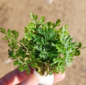 Bolbitis difformis İTHAL BUKET ÖN SİPARİŞ