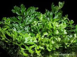 Bolbitis difformis İTHAL BUKET ÖN SİPARİŞ