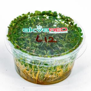 Ludwigia arcuata IN VITRO CUP