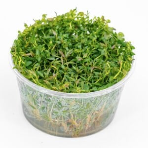 Ludwigia arcuata IN VITRO CUP