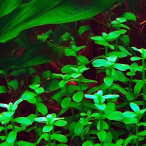 Bacopa madagascariensis IN VITRO CUP