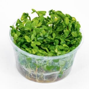 Bacopa madagascariensis IN VITRO CUP