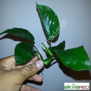 Anubias barteri var. barteri Büyük Boy ADET