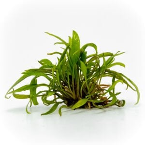 Cryptocoryne axelrodi EXVITRO