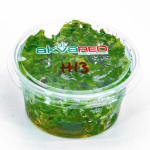 Hygrophila difformis (Çınar) IN VITRO CUP