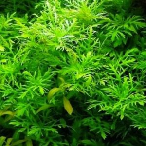 Hygrophila difformis (Çınar) IN VITRO CUP