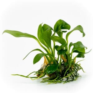 Anubias congensis EXVITRO