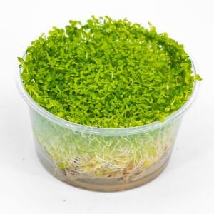 Lysimachia nummularia green IN VITRO CUP