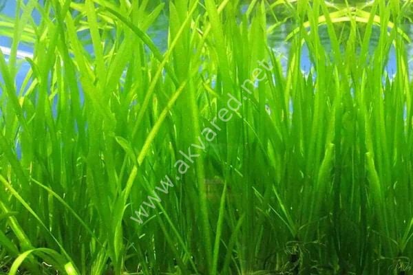 Vallisneria sp. nana (İnce Saz) İTHAL BUKET