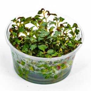 Ludwigia palustris red IN VITRO CUP
