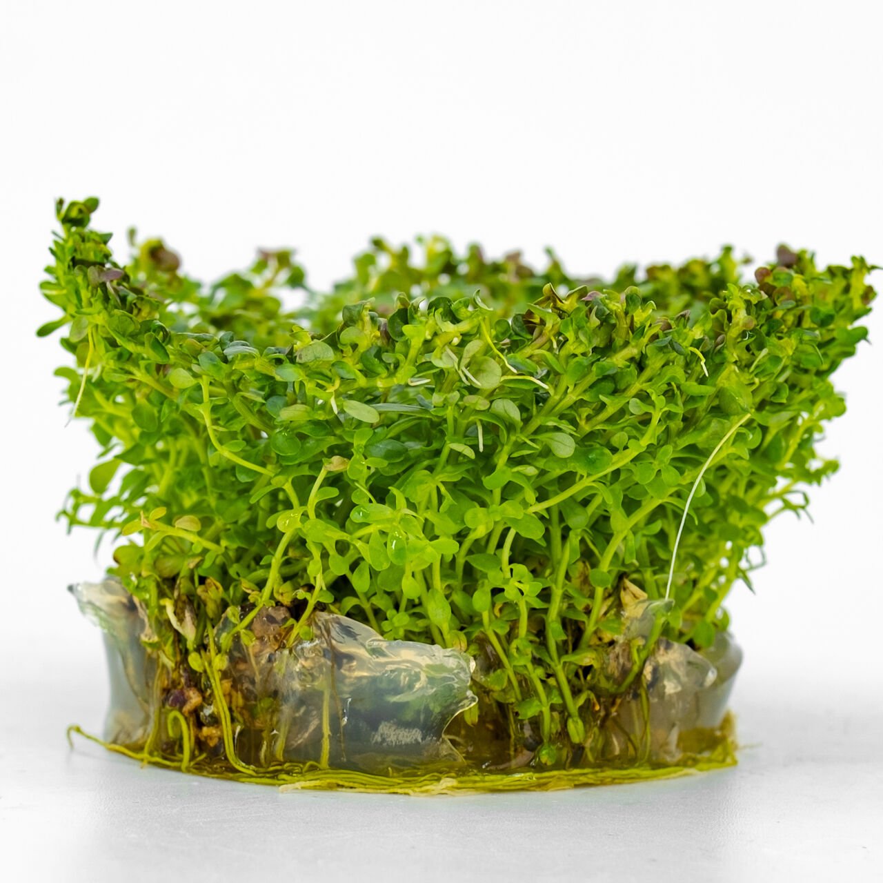 Rotala bossi IN VITRO CUP