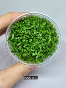 Rotala bossi IN VITRO CUP
