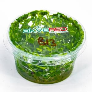 Bacopa compact IN VITRO CUP