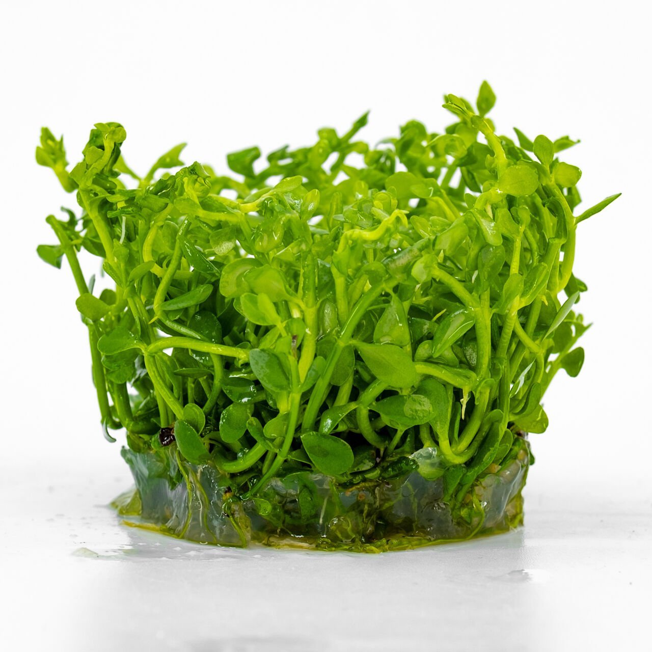 Bacopa compact IN VITRO CUP