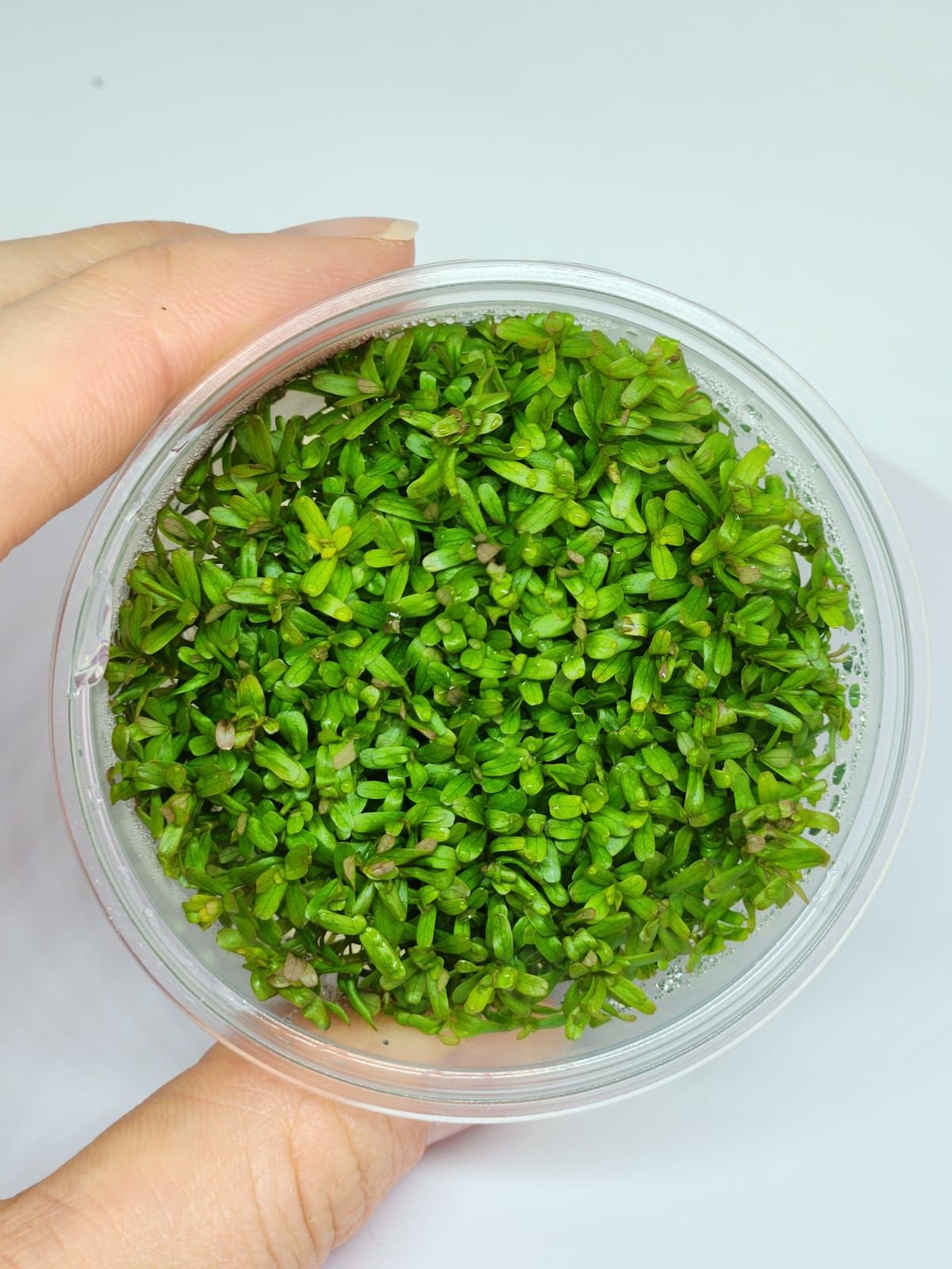 Rotala florida IN VITRO CUP