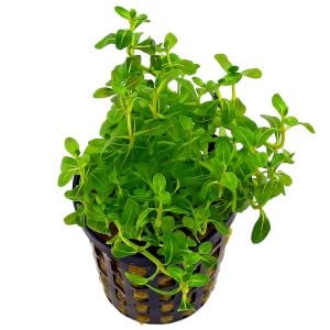 Cuphea anagalloidea İTHAL BUKET