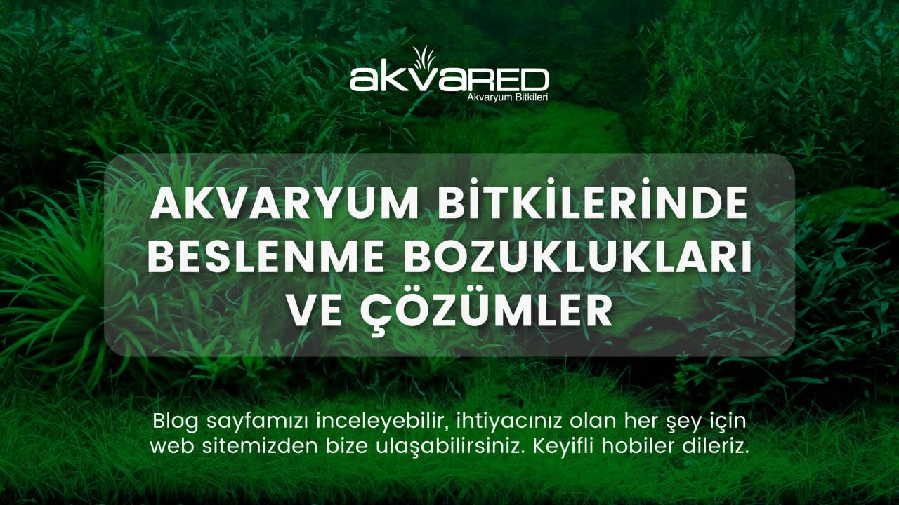 Akvaryum Bitkilerinde Beslenme Bozuklukları ve Çözümleri